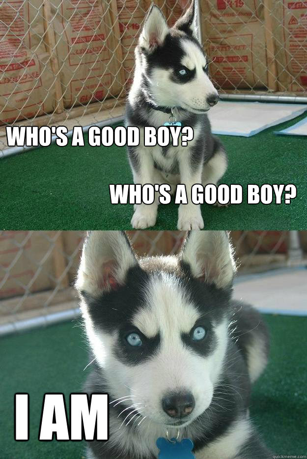 Who S A Good Boy Who S A Good Boy I Am Insanity Puppy Quickmeme