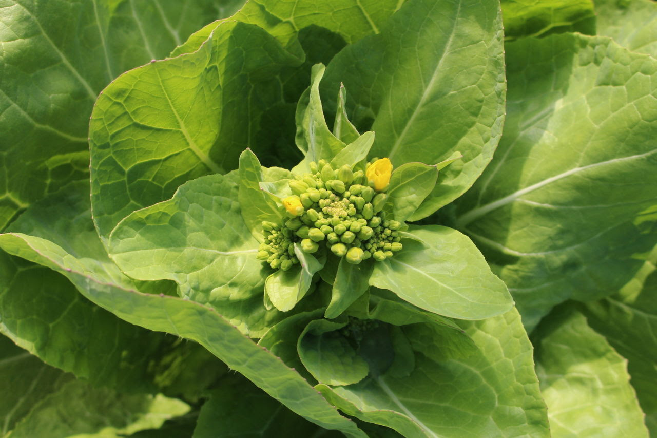 秋田の春を告げる 幻の野菜 ふくたち 株式会社まつの