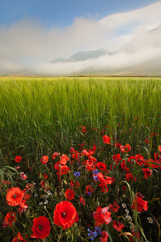 500px favs, rg443