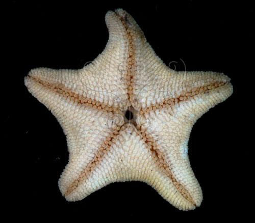 花冠海燕 數位典藏與學習聯合目錄