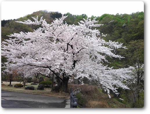 山形市から北月山荘までの桜前線は Eco工房のリペアな日々 山形市 トータルリペア ｅｃｏ工房へようこそ