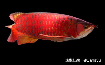 取扱い龍魚 アジアアロワナ専門店 アクアショップ Sansyu