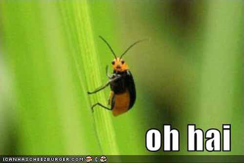 pictures of funny animals with captions. Funny Bug