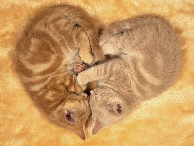ハート型のネコ11 ねこじゃらし