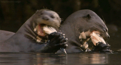 eating otter animated GIF