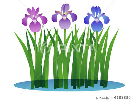 ダウンロード アヤメ 花 イラスト ただの動物の画像