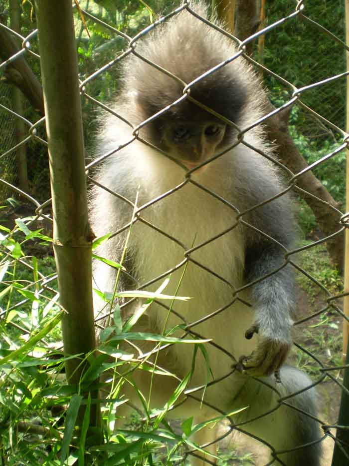 Perkembangan Pariwisata Indonesia Desember 2008 Perkembangan Pariwisata Indonesia Desember 2008