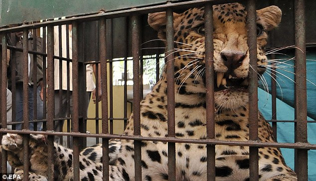 Dalam pengawasan petugas penjaga hutan Gauhati India, macan tutul diamankan dalam sebuah kerangkeng.
