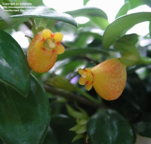 goldfish plant. Plant, Goldfish Plant (lt;igt;