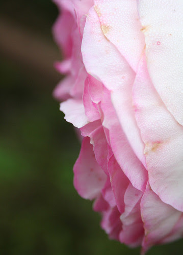 rose petals
