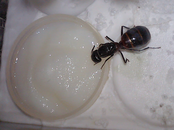 女王アリの自作えさｐａｒｔ２ ぁぃの飼育ブログ