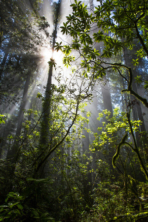 The Redwoods