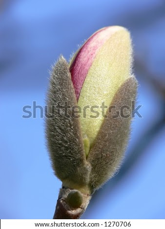 star magnolia tree pictures. star magnolia tree pictures. star magnolia tree pictures.