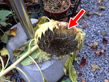 ヒマワリの種を食べにくる小鳥 小梅太郎の そこそこ家庭菜園