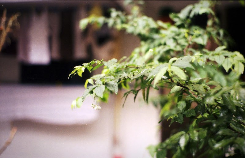 Greens