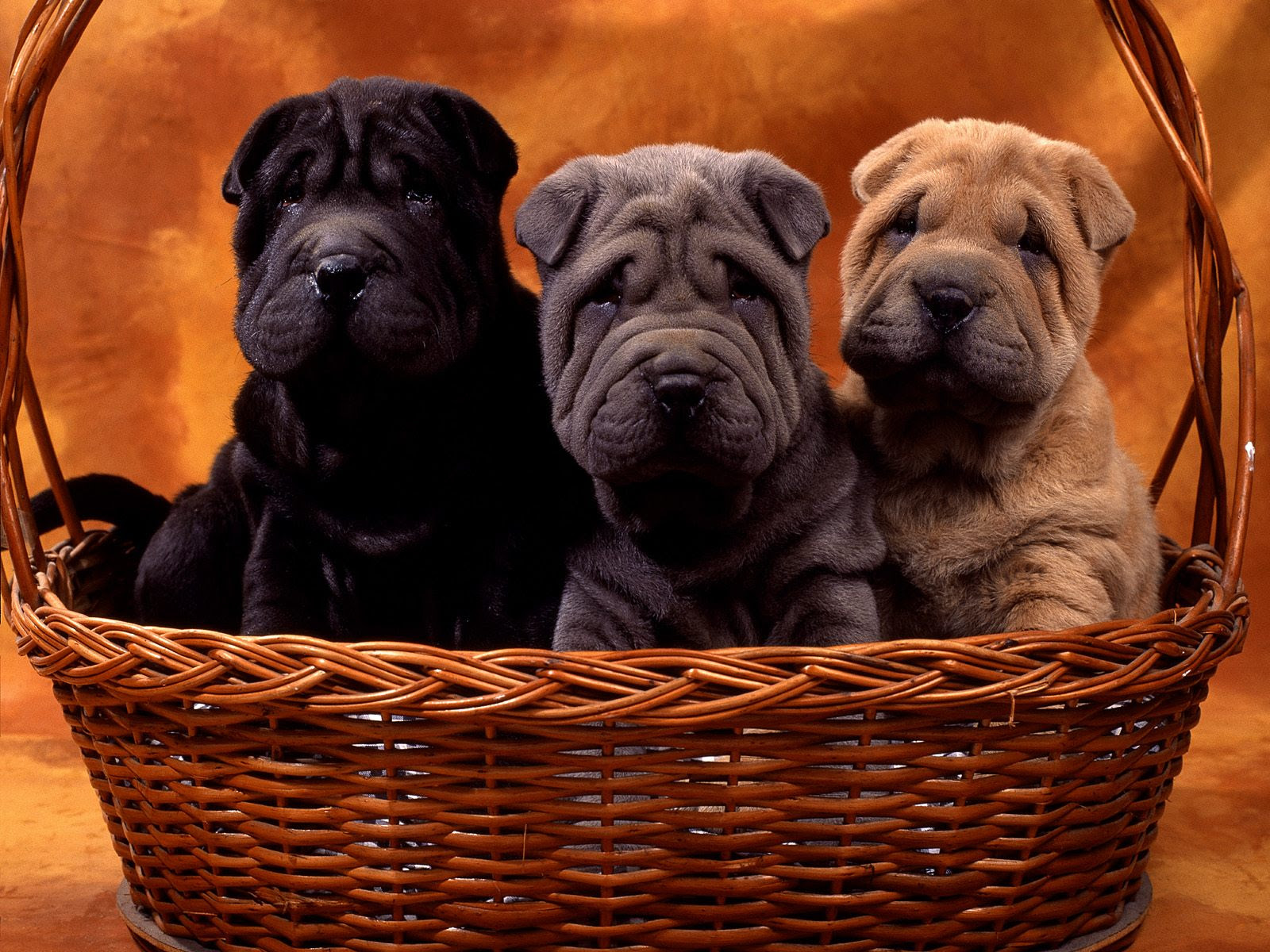 dogs Animals Wallpaper Ipads Pcs Ipods