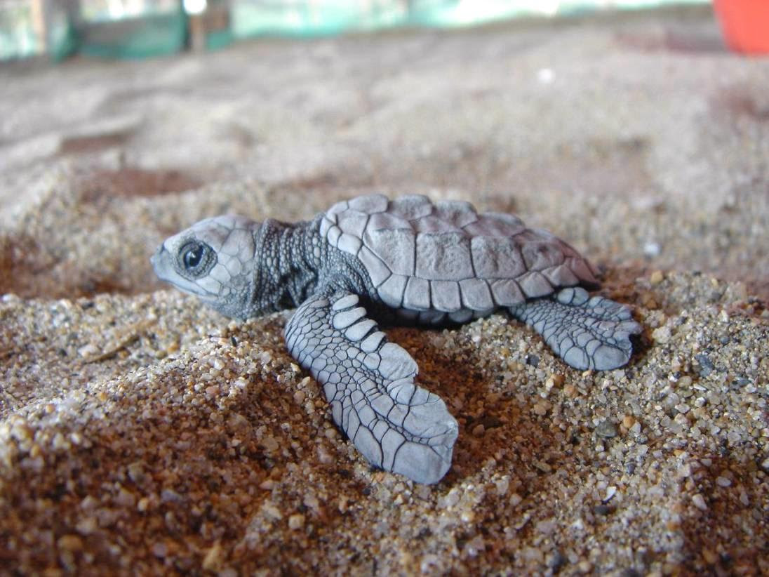 Apadrina una tortuga!
