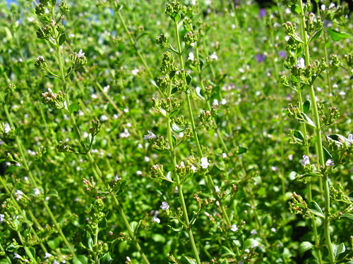 Calamintha nepetoides