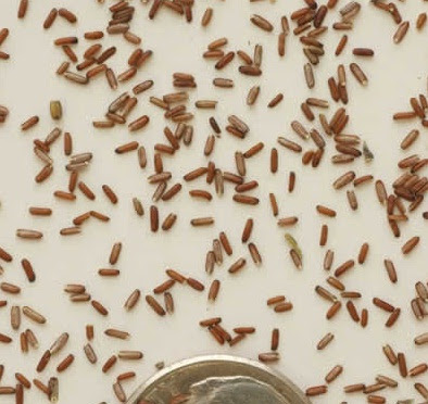 Cara Menanam dan Memelihara Bunga Verbena dari Biji Cara Menanam dan Memelihara Bunga Verbena dari Biji