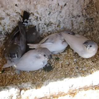 baby finches