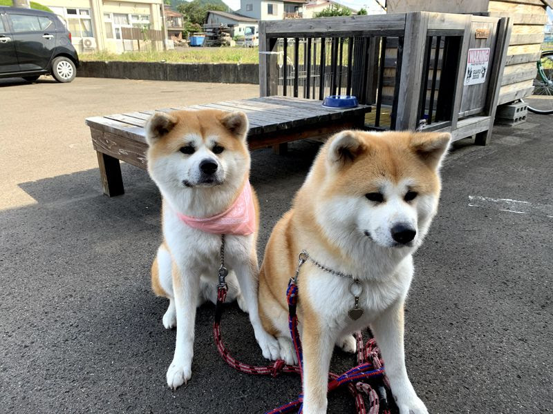 秋田犬とふれあえる特別な宿 大館市 ふるさわおんせん で癒される 秋田県 トラベルjp 旅行ガイド