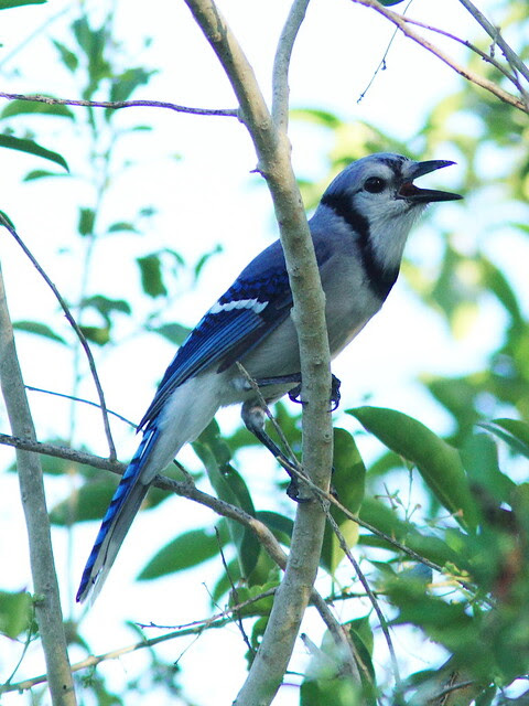 Blue Jay 20130920