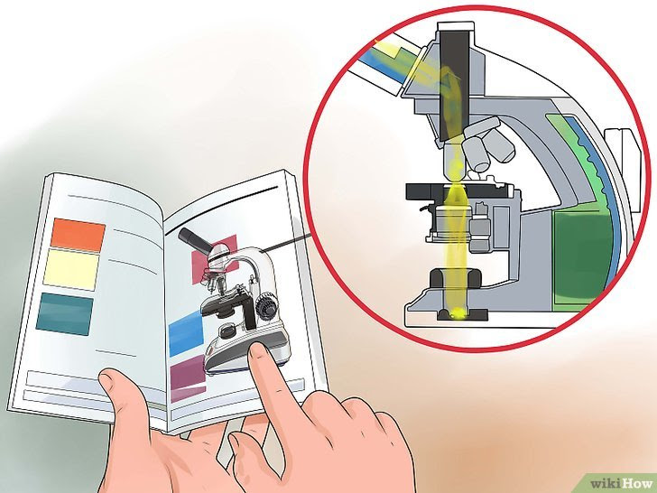 Use a Compound Microscope Step 6 Version 2.jpg