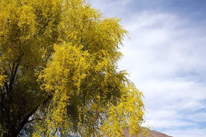 Palo Verde Tree DesertUSA