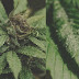 White Spots On Pot Leaves / Infections appear as white powdery spots on leaves and stems.