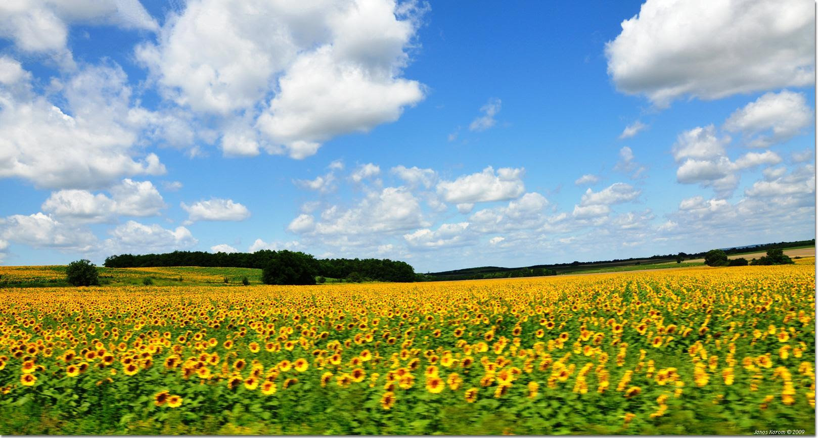 フリー画像 自然風景 花畑 向日葵 ヒマワリ フリー素材 画像素材なら 無料 フリー写真素材のフリーフォト
