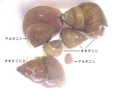 庄内の日本桜草栽培日誌 タニシ