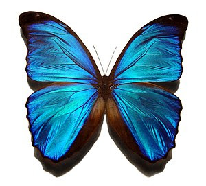 The Blue Morpho butterfly, native to Central A...