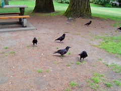 加拿大 Cleverland Dam Park/無限台南