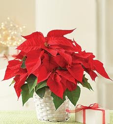 Poinsettia ~ guide to growing and buying plants in season at Farmers 