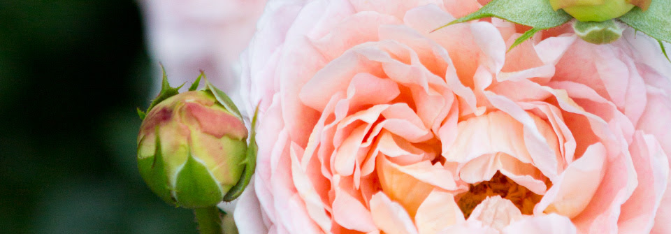 バラの植え方について バラ苗専門店のコマツガーデン