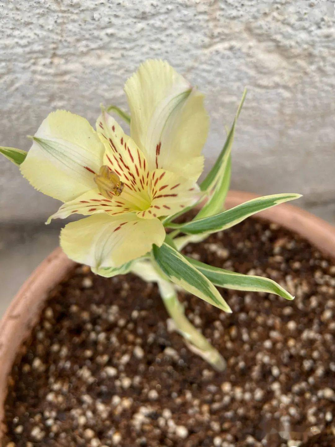 这花长得很像杜鹃 却比杜鹃好养10倍 是阳台新宠 开花
