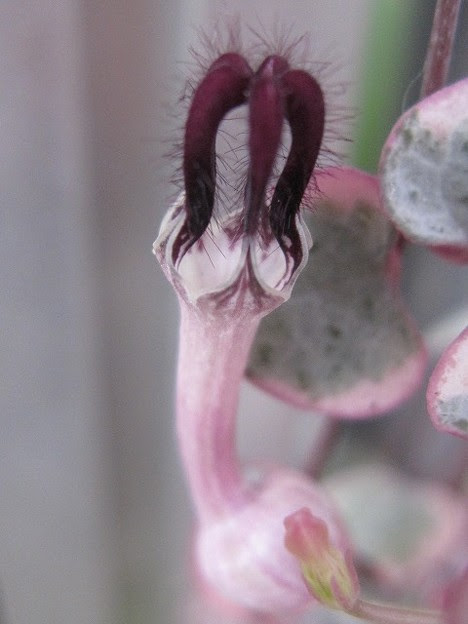 多肉植物斑入りハートカズラ花 写真共有サイト フォト蔵