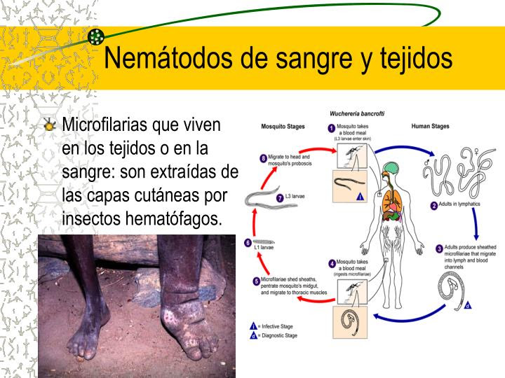 PPT GENERALIDADES DE HELMINTOS PowerPoint Presentation