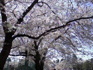 千本桜景厳 せんぼんざくらかげよし えれくとろすふぃあ
