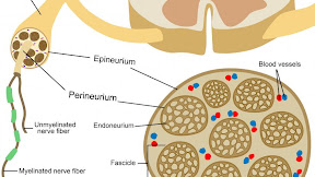 Nervous System Diagram : File:Nervous system diagram arrows.svg - Wikimedia Commons