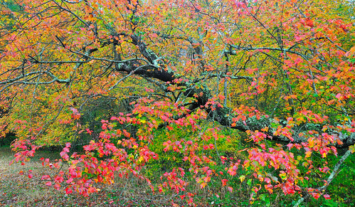 Branching Spread