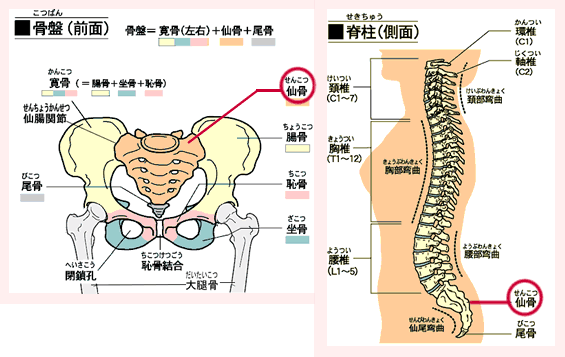 仙骨骨盤矯正で様々な歪みを根本改善 杉並区高円寺ボディバランス整体リセット