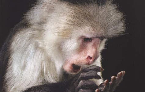 Pdf Download Stern Portfolio No.74 Tim Flach - Evolution (Fotografie, Band 74) Read E-Book Online PDF