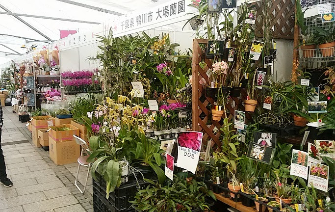 仲里園芸のブログ 花フェスタ札幌
