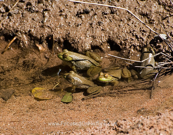 American Bullfrog