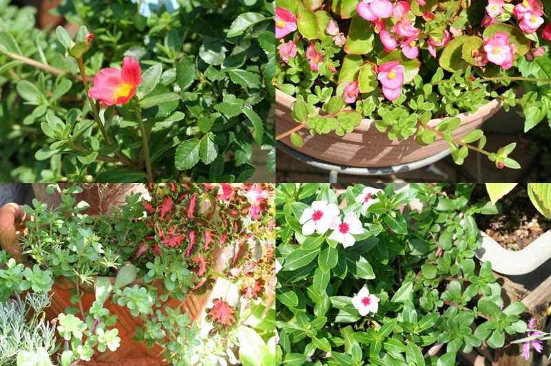 ポーチュラカ まいガーデン