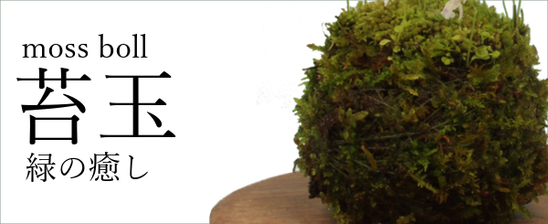 山野草販売通販苔玉茶花寄植の専門店