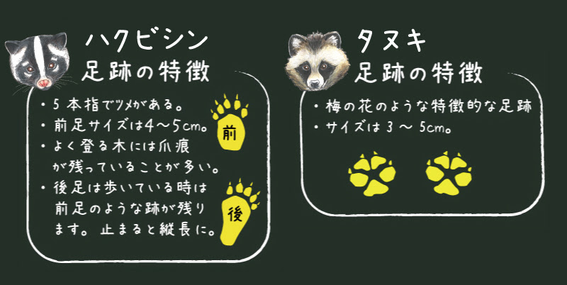 １分でわかる タヌキとハクビシンを見分けるポイント５つ 商品情報 撃退 ファクトリードットコム