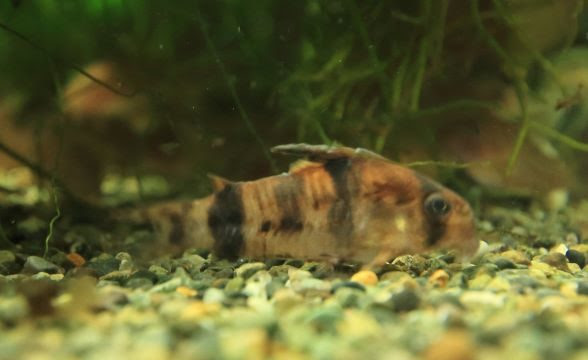 コリドラスの死因 気楽にコリドラス