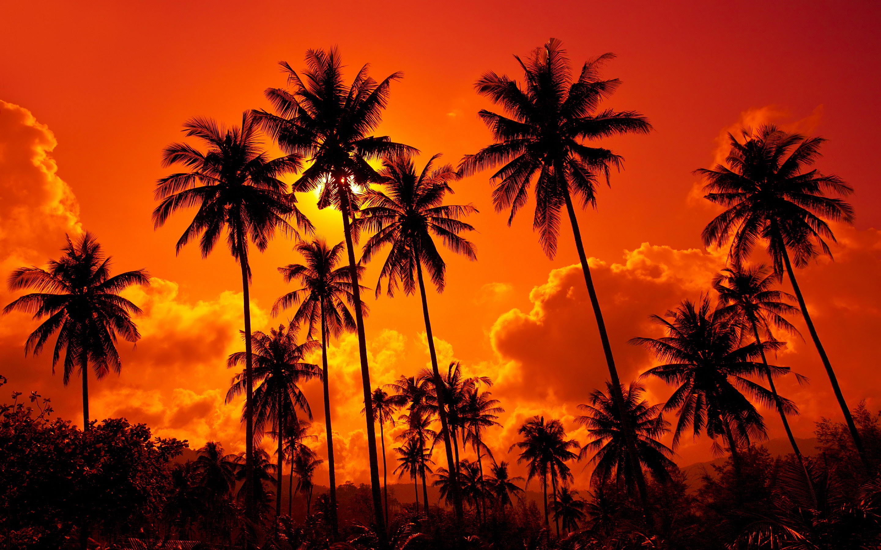 Palm Tree Sunset Wallpaper (70+ images)
